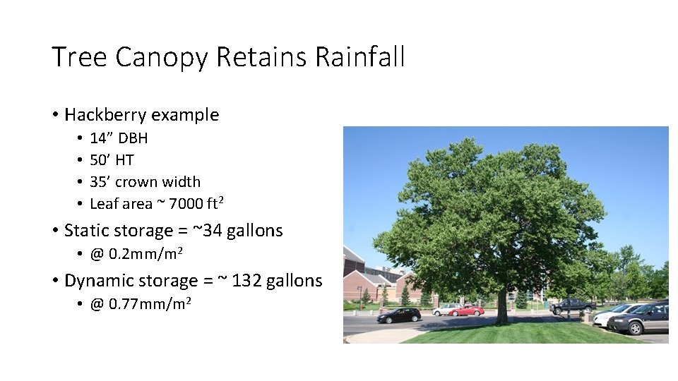 Tree Canopy Retains Rainfall • Hackberry example • • 14” DBH 50’ HT 35’