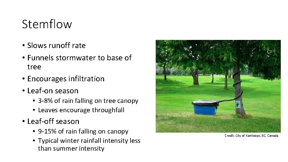 Stemflow • Slows runoff rate • Funnels stormwater to base of tree • Encourages