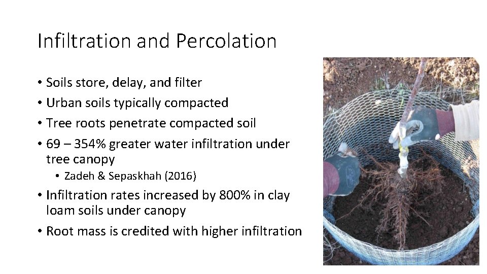 Infiltration and Percolation • Soils store, delay, and filter • Urban soils typically compacted