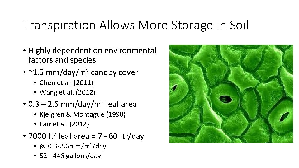 Transpiration Allows More Storage in Soil • Highly dependent on environmental factors and species