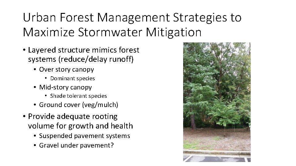 Urban Forest Management Strategies to Maximize Stormwater Mitigation • Layered structure mimics forest systems