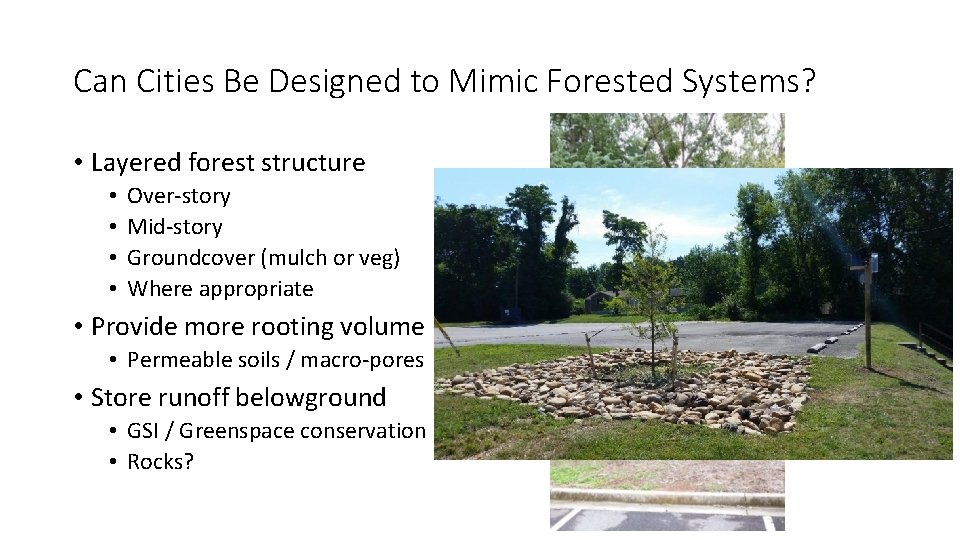 Can Cities Be Designed to Mimic Forested Systems? • Layered forest structure • •