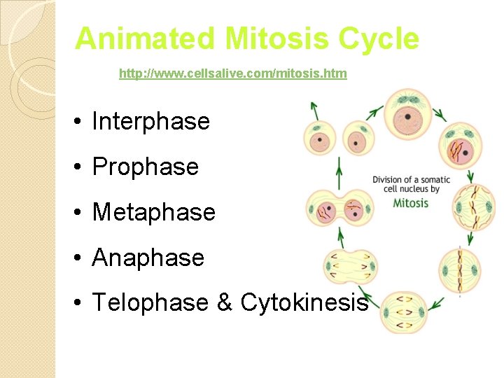 Animated Mitosis Cycle http: //www. cellsalive. com/mitosis. htm • Interphase • Prophase • Metaphase
