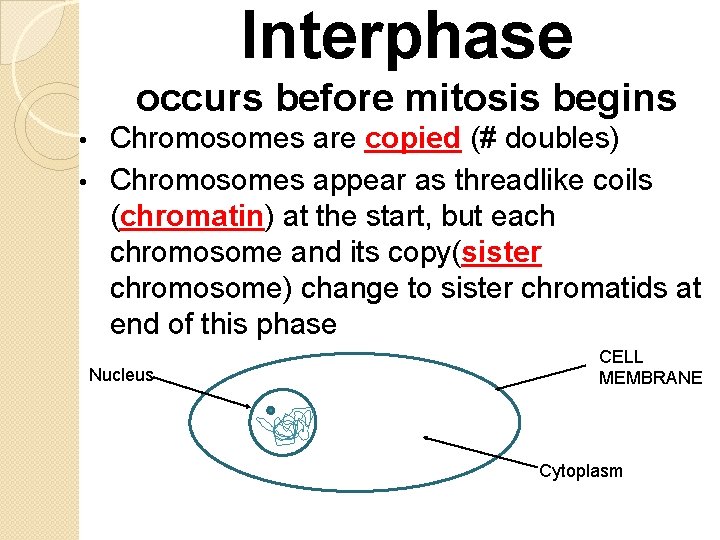 Interphase occurs before mitosis begins Chromosomes are copied (# doubles) • Chromosomes appear as