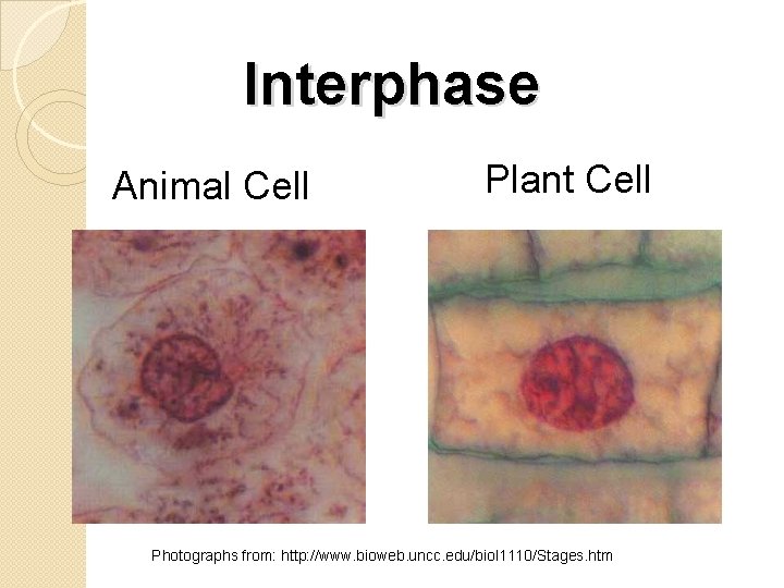 Interphase Animal Cell Plant Cell Photographs from: http: //www. bioweb. uncc. edu/biol 1110/Stages. htm