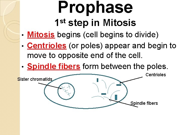 Prophase 1 st step in Mitosis begins (cell begins to divide) • Centrioles (or