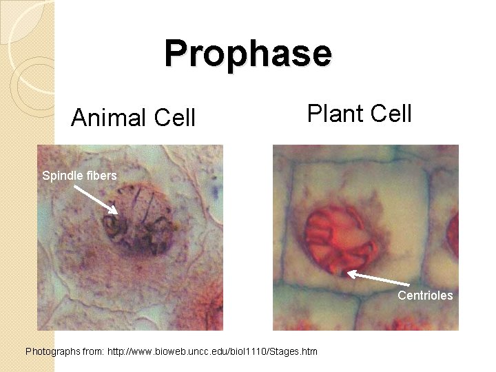 Prophase Animal Cell Plant Cell Spindle fibers Centrioles Photographs from: http: //www. bioweb. uncc.