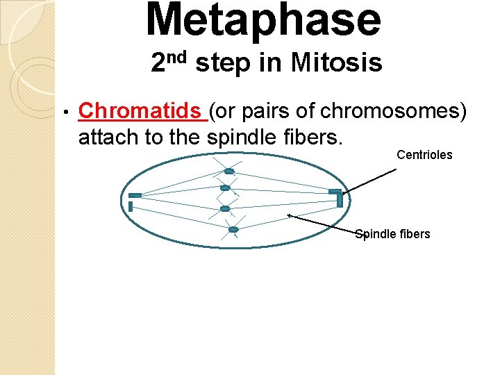 Metaphase 2 nd step in Mitosis • Chromatids (or pairs of chromosomes) attach to