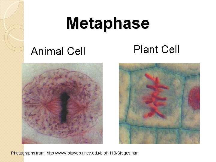 Metaphase Animal Cell Plant Cell Photographs from: http: //www. bioweb. uncc. edu/biol 1110/Stages. htm