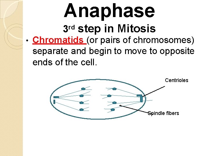 Anaphase 3 rd step in Mitosis • Chromatids (or pairs of chromosomes) separate and