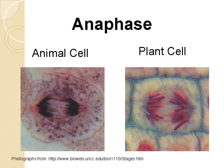 Anaphase Animal Cell Plant Cell Photographs from: http: //www. bioweb. uncc. edu/biol 1110/Stages. htm