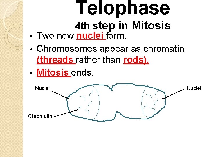 Telophase 4 th step in Mitosis Two new nuclei form. • Chromosomes appear as