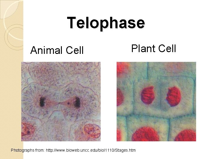 Telophase Animal Cell Plant Cell Photographs from: http: //www. bioweb. uncc. edu/biol 1110/Stages. htm