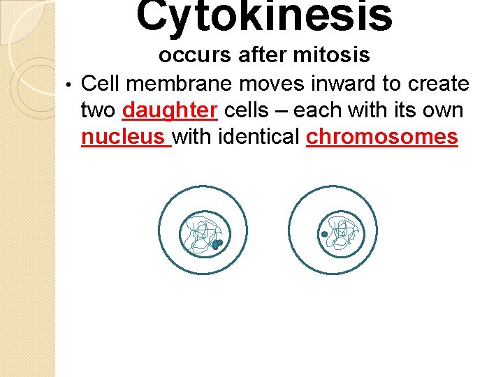 Cytokinesis occurs after mitosis • Cell membrane moves inward to create two daughter cells
