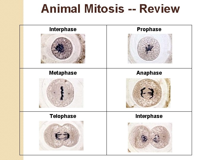 Animal Mitosis -- Review Interphase Prophase Metaphase Anaphase Telophase Interphase 
