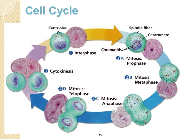 Cell Cycle 23 