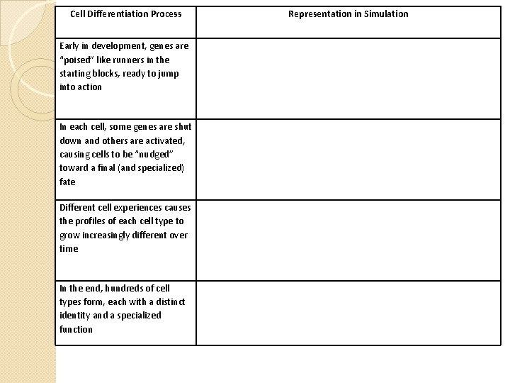 Cell Differentiation Process Early in development, genes are “poised” like runners in the starting