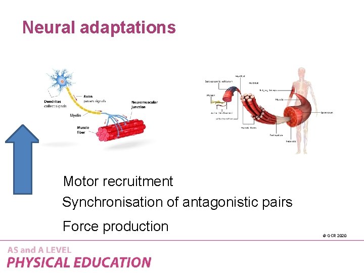 Neural adaptations Motor recruitment Synchronisation of antagonistic pairs Force production © OCR 2020 