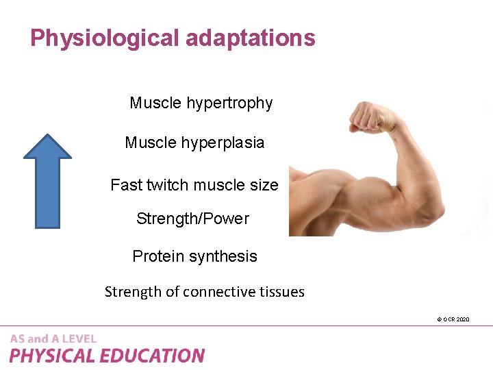 Physiological adaptations Muscle hypertrophy Muscle hyperplasia Fast twitch muscle size Strength/Power Protein synthesis Strength