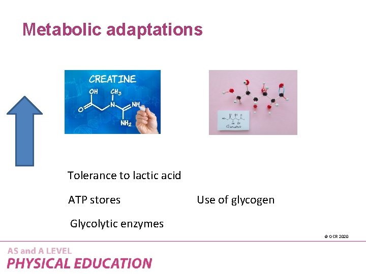 Metabolic adaptations Tolerance to lactic acid ATP stores Use of glycogen Glycolytic enzymes ©