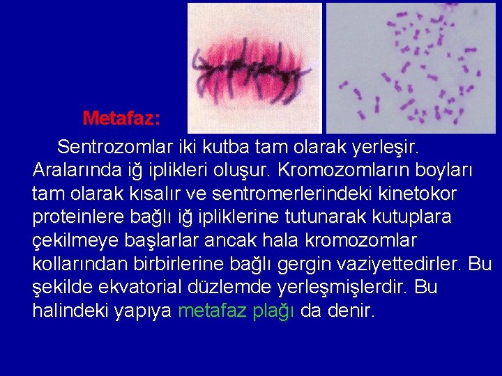 Metafaz: Sentrozomlar iki kutba tam olarak yerleşir. Aralarında iğ iplikleri oluşur. Kromozomların boyları tam