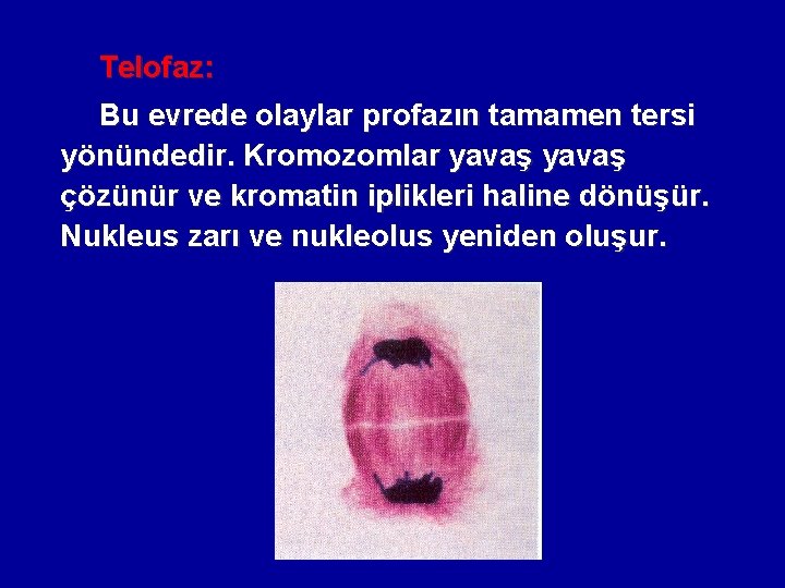 Telofaz: Bu evrede olaylar profazın tamamen tersi yönündedir. Kromozomlar yavaş çözünür ve kromatin iplikleri