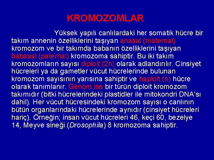 KROMOZOMLAR Yüksek yapılı canlılardaki her somatik hücre bir takım annenin özelliklerini taşıyan anasal (maternal)