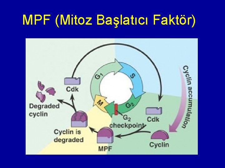 MPF (Mitoz Başlatıcı Faktör) 