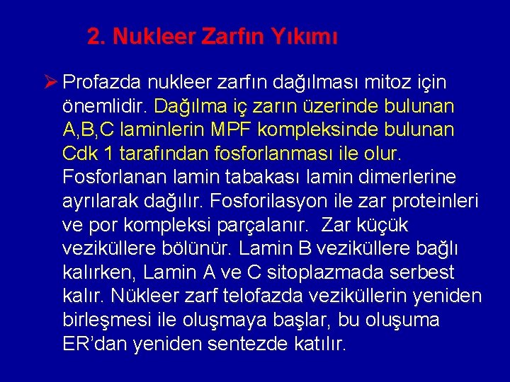 2. Nukleer Zarfın Yıkımı Ø Profazda nukleer zarfın dağılması mitoz için önemlidir. Dağılma iç