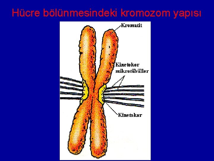 Hücre bölünmesindeki kromozom yapısı 