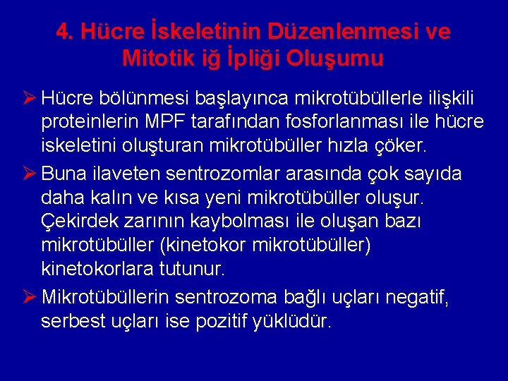 4. Hücre İskeletinin Düzenlenmesi ve Mitotik iğ İpliği Oluşumu Ø Hücre bölünmesi başlayınca mikrotübüllerle