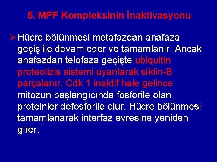 5. MPF Kompleksinin İnaktivasyonu Ø Hücre bölünmesi metafazdan anafaza geçiş ile devam eder ve