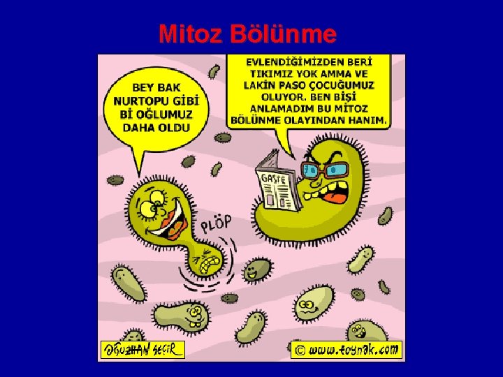 Mitoz Bölünme 