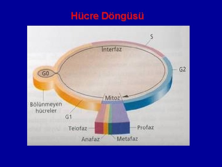 Hücre Döngüsü 