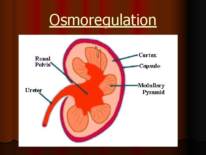 Osmoregulation 