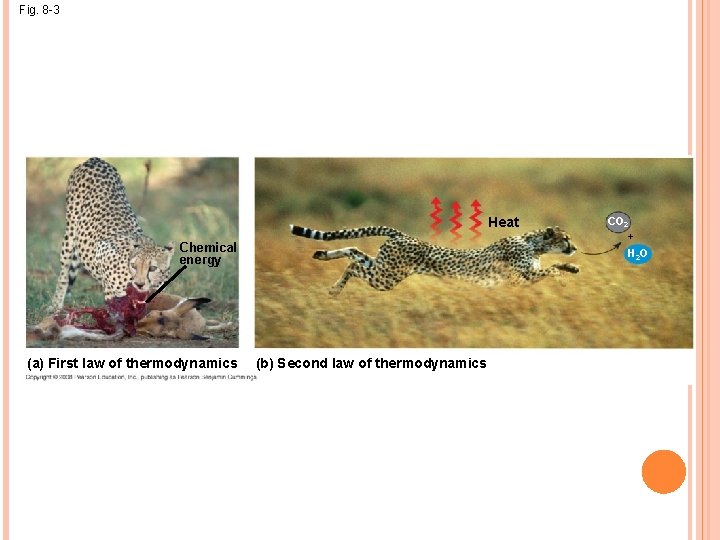 Fig. 8 -3 Heat Chemical energy (a) First law of thermodynamics CO 2 +
