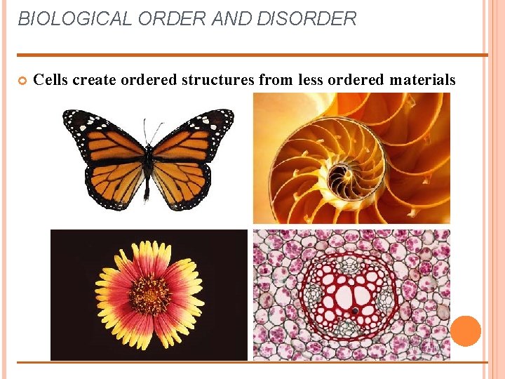 BIOLOGICAL ORDER AND DISORDER Cells create ordered structures from less ordered materials 