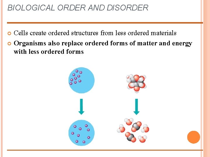 BIOLOGICAL ORDER AND DISORDER Cells create ordered structures from less ordered materials Organisms also
