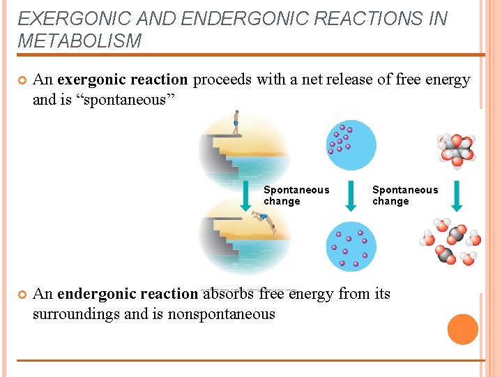 EXERGONIC AND ENDERGONIC REACTIONS IN METABOLISM An exergonic reaction proceeds with a net release