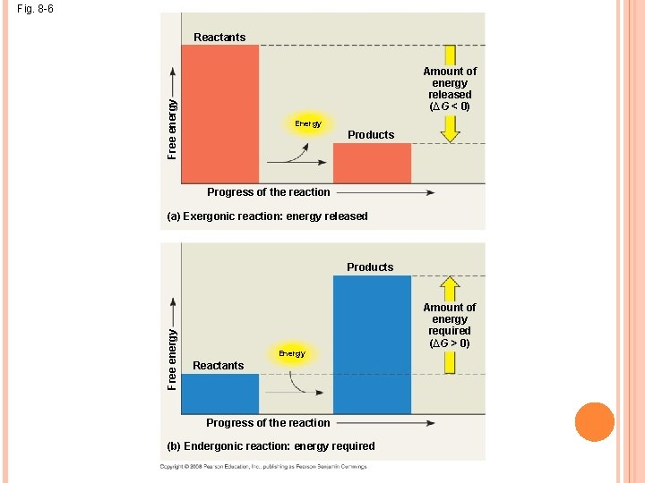 Fig. 8 -6 Reactants Free energy Amount of energy released (∆G < 0) Energy