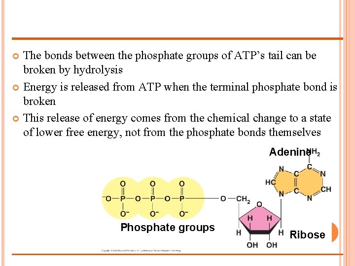 The bonds between the phosphate groups of ATP’s tail can be broken by hydrolysis