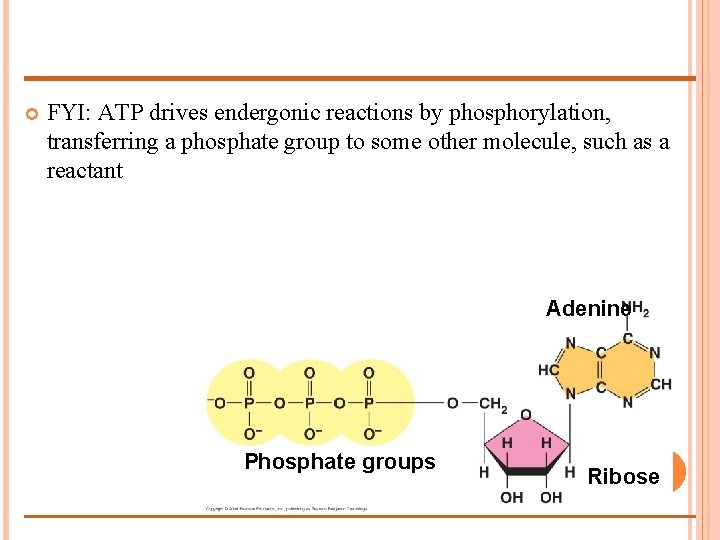  FYI: ATP drives endergonic reactions by phosphorylation, transferring a phosphate group to some