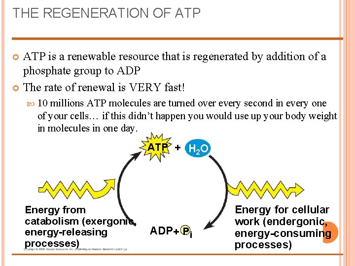 THE REGENERATION OF ATP is a renewable resource that is regenerated by addition of