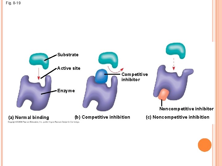 Fig. 8 -19 Substrate Active site Competitive inhibitor Enzyme Noncompetitive inhibitor (a) Normal binding