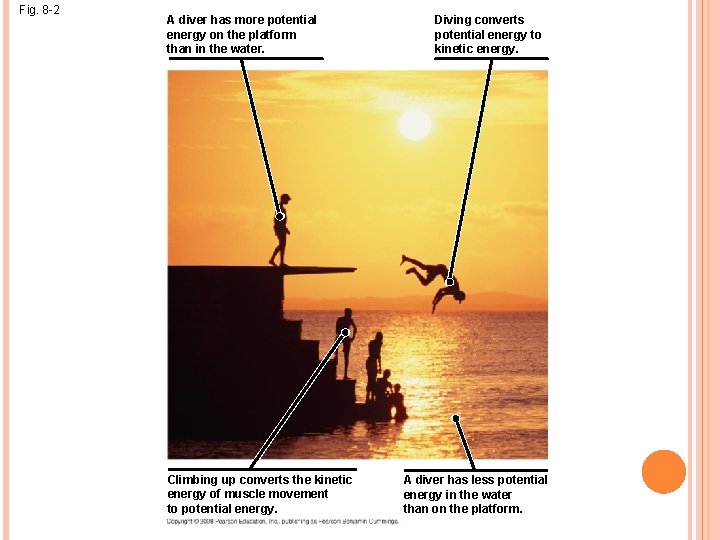 Fig. 8 -2 A diver has more potential energy on the platform than in