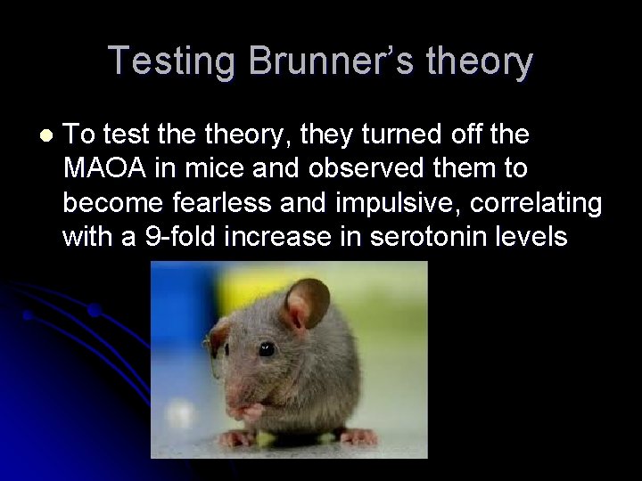 Testing Brunner’s theory l To test theory, they turned off the MAOA in mice