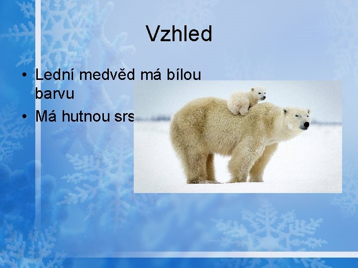 Vzhled • Lední medvěd má bílou barvu • Má hutnou srst 