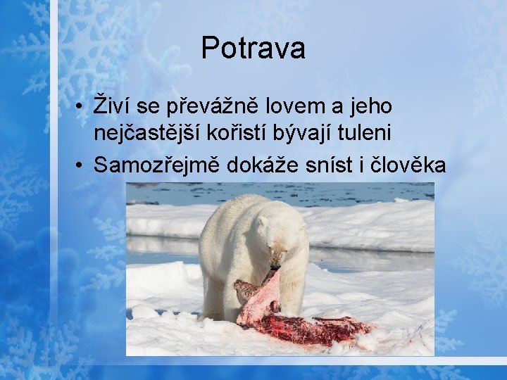 Potrava • Živí se převážně lovem a jeho nejčastější kořistí bývají tuleni • Samozřejmě