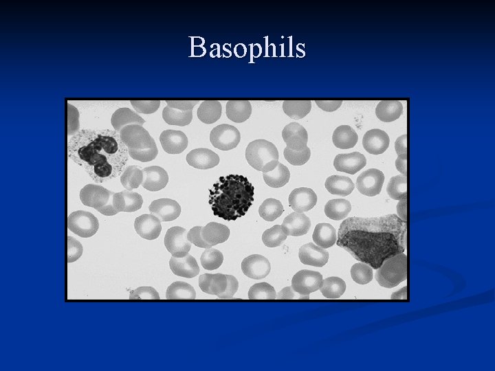 Basophils 