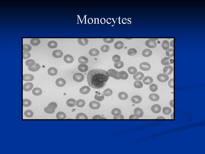 Monocytes 